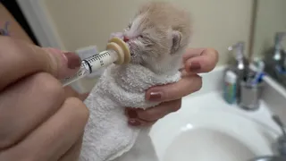 Syringe Feeding an Orphaned Kitten