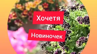 🌺Где заказать вегетативную петунью.😍