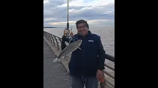 TERRIBLE PESCA DE DORADOS Y BOGAS EN EL PARQUE