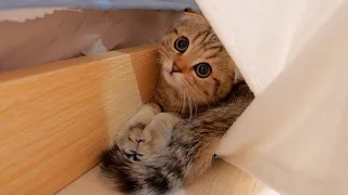 The kitten's reaction when he was found playing hide and seek was so cute