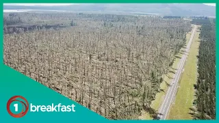 Cyclone Gabrielle’s fury sees mass destruction of trees near Taupō