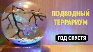 ПОДВОДНЫЙ ТЕРРАРИУМ. АКВАМИР [ГОД СПУСТЯ]