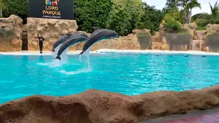 Loro Parque Dolphin Show - March 2022