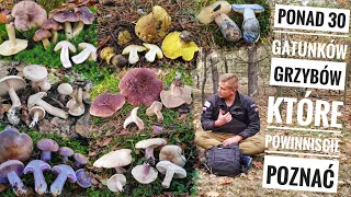 Ponad 30 gatunków grzybów które powinniście poznać i możecie je spotkać jesienią