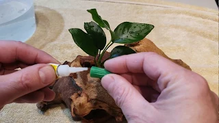 How to attach an Anubias plant on a piece of wood in an aquarium.