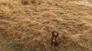 Working Cocker Spaniel Owen hunting rabbits 31/05/24