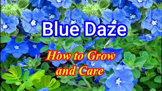 Blue Daze/Evolvulus glomeratus: How to grow and care