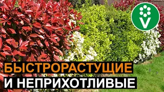 5 самых лучших кустарников для живой изгороди