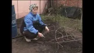 подготовка винограда к зиме и укрытие