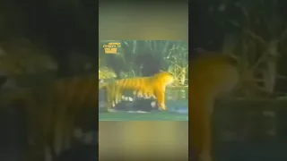 Тигры атакуют медведя в лесу. Кто сильнее?