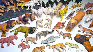 Full Collection Wild Cats, Big Cats, Lions, Pumas, Leopards, Cheetahs, Tiger,  Servals, Lynx, Jaguar