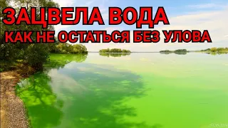 Как Ловить когда ЦВЕТЕТ ВОДА (4 Дельных Совета)