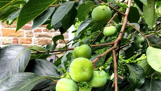 Persimmon Orchard Update - How's the Fruit Set?