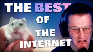 BEST OF DAILY DOSE OF INTERNET 2020 (Reaction)