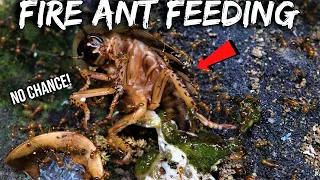 The Science of Feeding My Pet Fire Ants Roaches