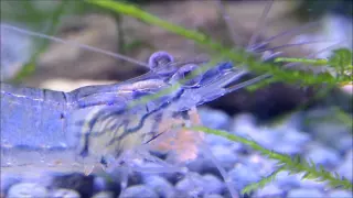 Close Up of a Ghost Shrimp HD