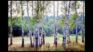Деревья в Сибири. Их размеры, форма и возраст.