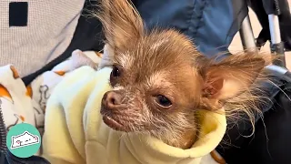 Grumpy Chihuahua Looks Like She’s Judging People 24/7 | Cuddle Buddies