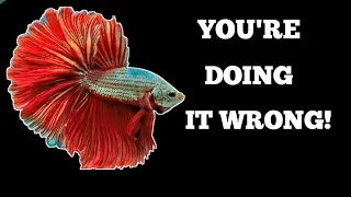 WHY YOUR BETTA FISH ALWAYS SICK AND DIE FAST?| PLEASE STOP DOING THIS TO YOUR BETTA FISH