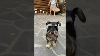 💕🐕💕, дрессировка , трюки с собакой -цвергшнауцер Дори (11 мес)