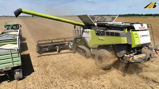 Erbsenernte 2023 in Deutschland - Mähdrescher CLAAS & Fendt Traktor Lohnunternehmen Landwirtschaft