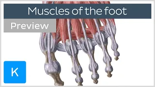 Muscles of the foot (preview)- Human Anatomy | Kenhub
