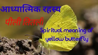 Spiritual Meaning of Yellow Butterfly (Hindi)