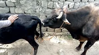 black bull meeting with love for the first time