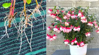 Try growing Fuchsias in water and in the ground | Hoa lồng đèn