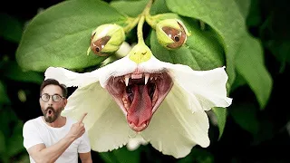 EU CONHECI A PLANTA CARNÍVORA MAIS BIZARRAS JÁ VISTA NO MUNDO!