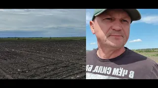 кукуруза 🌽 Ракель биколор