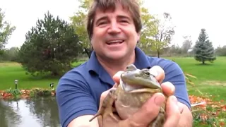 11 Minutes Of Screaming Frogs Compliation