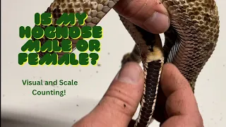 Determining The Sex Of A Hognose Snake Without Popping Or Probing!