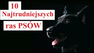 10 Najtrudniejszych ras PSÓW