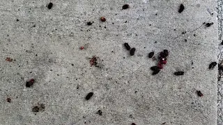 First Mulberry Harvest 1/4