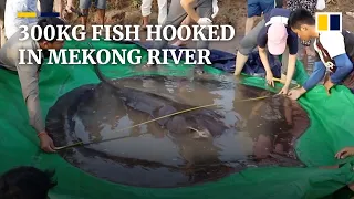 World's largest freshwater fish caught by Cambodian fisherman