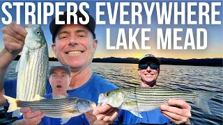 Stripers Everywhere, Boil After Boil - Fishing Lake Mead, Nevada
