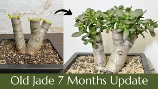 Hard Prune on Old Jade 7 Months Update - Super Bonsai