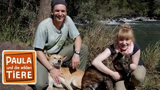 Wer ist der oberste Dingo? (Doku) | Reportage für Kinder | Paula und die wilden