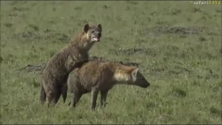 Safari Live : A very rare sighting of mating Hyenas in the Masai Mara with Scott June 27, 2017