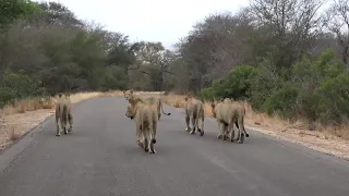 Mayambula sub-adult males - Six male lions walking down the road in Kruger National Park.