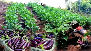 2nd harvest of eggplant, gardening life in the mountain ep 157