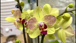 Леруа Мерлен утонул в орхидеях. орхидеи из Бурятии?