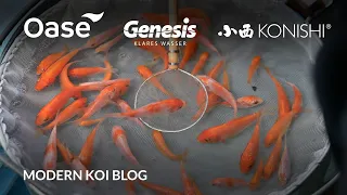 Modern Koi Blog #5606 - Live aus Japan: Erste Selektion von Ginrin Nanashigoi