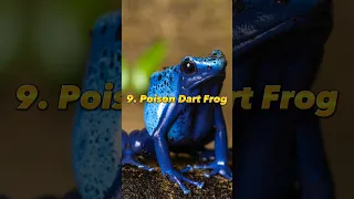 Top 10 Most Poisonous Animals In The World | Venomous Animals