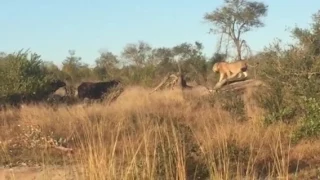 Lions vs Buffalo Herd