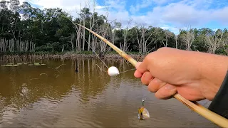 PESCARIA NA PAULEIRA COM BÓIA E LAMBARI.