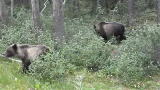 P8241259  Bear Cubs in the Banff National Park Canada