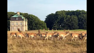 Jægersborg Dyrehave (Deer Park) Copenhagen, Denmark.