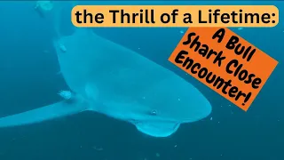 Bull Shark Dive on the Aliwal Shoal